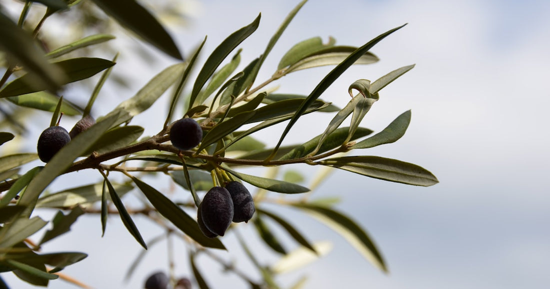 Best Anointing Oil to Buy: A Buyer's Guide