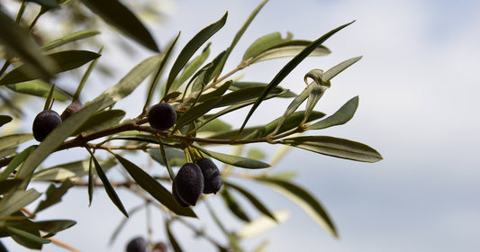 Best Anointing Oil to Buy: A Buyer's Guide