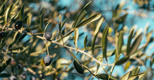 Choosing the Right Anointing Oil for Your Prayer Life