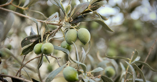 What Is Anointing Oil Used For? Biblical Purpose