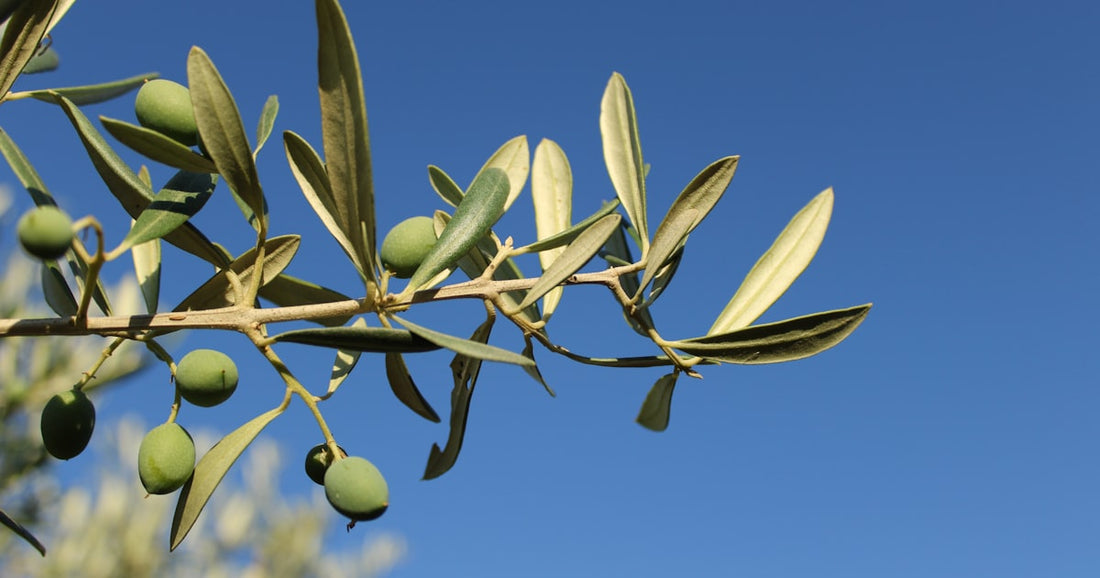Anointing Oil Traditions Around the World
