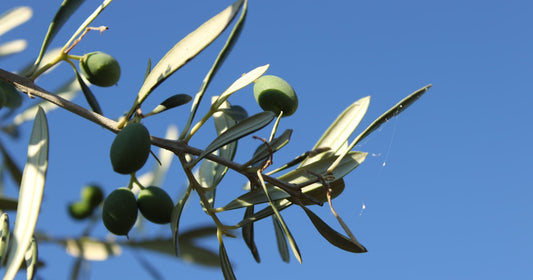 What is Anointing Oil? Biblical Origins and Modern Use